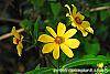 Bidens laevis flowers