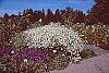 Boltonia asteroides 'Snowbank' habit