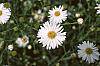 Boltonia asteroides 'Snowbank'