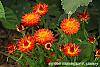 Bracteantha 'Flobrafla' flowers