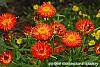 Bracteantha 'Flobrafla' flowers