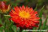 Bracteantha 'Flobrafla' flowers