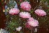 Callistephus chinensis 'Seastar Mix' flowers