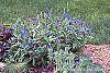 Centaurea montana habit