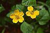 Chrysogonum 'Allen Bush' flowers