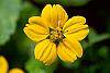 Chrysogonum 'Allen Bush' flowers