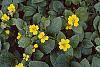 Chrysogonum 'Allen Bush' flowers