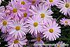 Chrysanthemum 'Country Girl' flowers