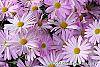 Chrysanthemum 'Country Girl' flowers