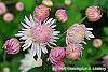 Chrysanthemum 'Emperor of China' flowers