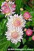 Chrysanthemum 'Emperor of China' flowers