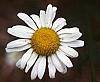 Chrysanthemum leucanthemum