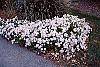 Chrysanthemum x morifolium 'Venus' habit