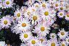 Chrysanthemum x morifolium 'Venus' flowers