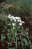 Chrysanthemum parthenium 'Snowball' habit