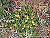 Chrysogonum virginianum habit