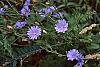 Cichorium intybus habit