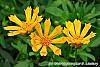 Coreopsis auriculata 'Zamfir'