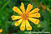 Coreopsis auriculata 'Zamfir' flowers