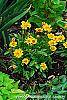 Coreopsis grandiflora 'Early Sunrise' habit