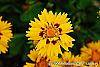 Coreopsis grandiflora 'Early Sunrise' flowers