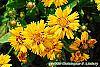 Coreopsis grandiflora 'Early Sunrise' flowers
