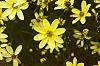 Coreopsis verticillata 'Moonbeam'