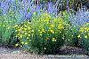Coreopsis verticillata 'Zagreb' habit