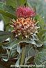 Cynara cardunculus flowers