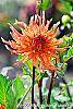 Dahlia 'Bed Head' flowers