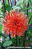 Dahlia 'Bed Head' flowers