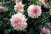 Dahlia 'Cafe au Lait'