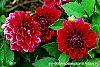 Dahlia 'Dati' (Dalina® Midi Mariana) flowers