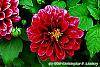 Dahlia 'Dati' (Dalina® Midi Mariana) flowers