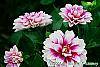 Dahlia 'Maxi Colima' (Dalina® Grande Colima) flowers