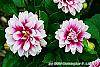 Dahlia 'Maxi Colima' (Dalina® Grande Colima) flowers