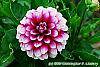 Dahlia 'Maxi Colima' (Dalina® Grande Colima) flowers