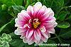 Dahlia 'Maxi Colima' (Dalina® Grande Colima) flowers