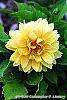 Dahlia 'Toluca' (Dalina® Grande Toluca) flowers