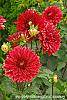 Dahlia 'Garden Wonder'
