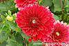 Dahlia 'Garden Wonder' flowers