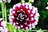 Dahlia 'Mystery Day' flowers