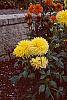 Dahlia 'Promise'