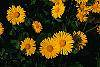 Doronicum 'Miss Mason' flowers