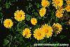 Doronicum 'Miss Mason' flowers