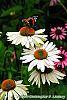 Echinacea 'Fragrant Angel' flowers