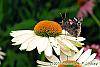Echinacea 'Fragrant Angel' flowers