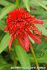 Echinacea 'Hot Papaya' flowers