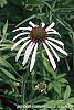 Echinacea pallida flowers