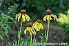 Echinacea paradoxa 'Yellow Mellow' flowers